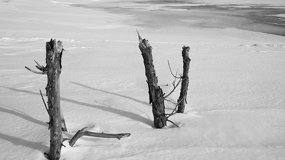 Broken Tree Trunks in Snow