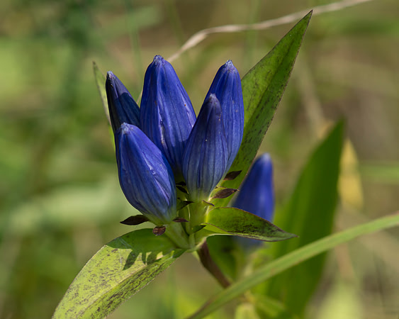 Bottle Gentian (Gentiana andrewsii) flower.
