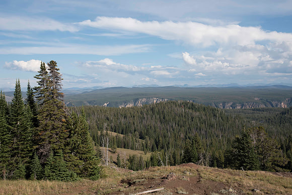 Mountain Meadow Forest