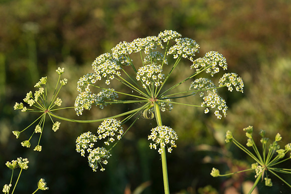 Stiff Cowbane - Oxypolis rigidior