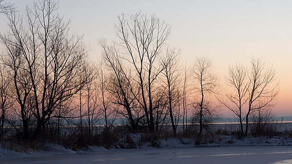 Tree Silhouettes and the Sky