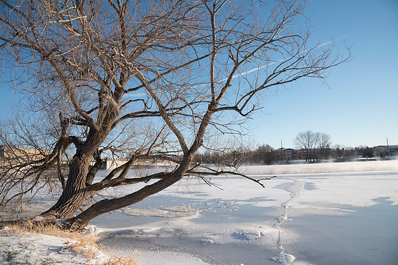 Frozen River and Willow Tree