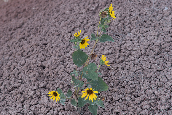 Annual Sunflower on Dry Ground