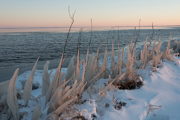Rows of Ice Covered Plants
