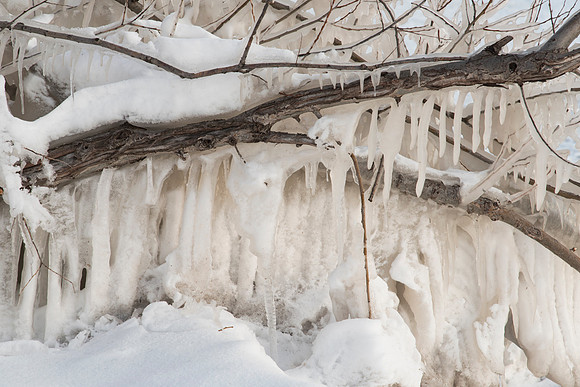 Ice Fingers and Tree Branches