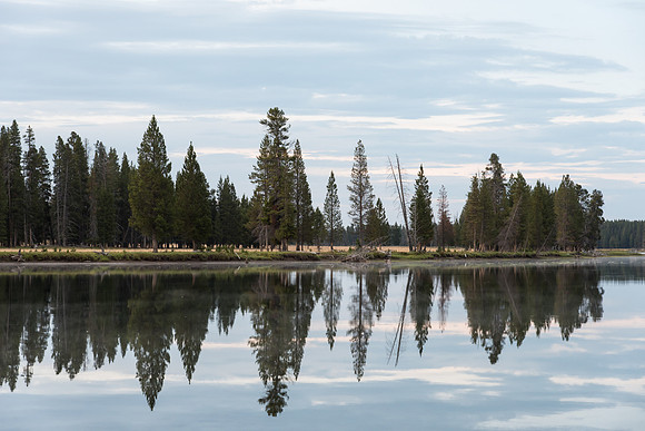 Yellowstone River Tree Reflection