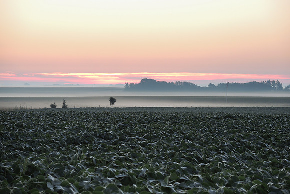 Sunrise Over Soybeans