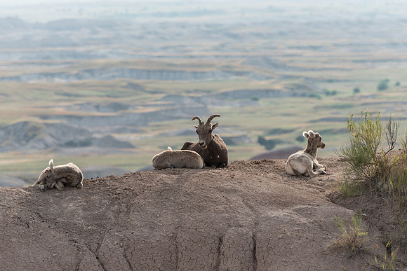 Bighorn Sheep Family