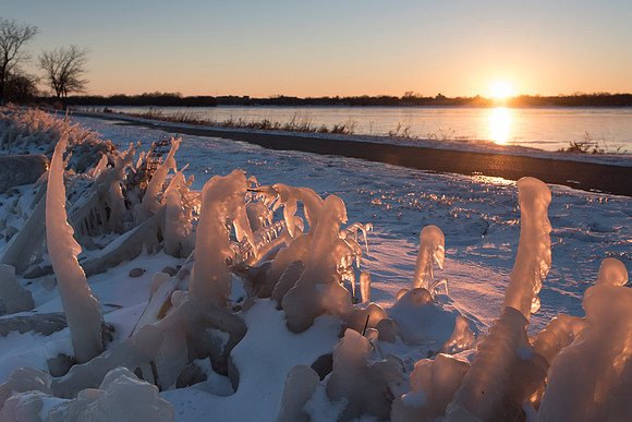 Ice Covered Plants Catch the Light of Sunset