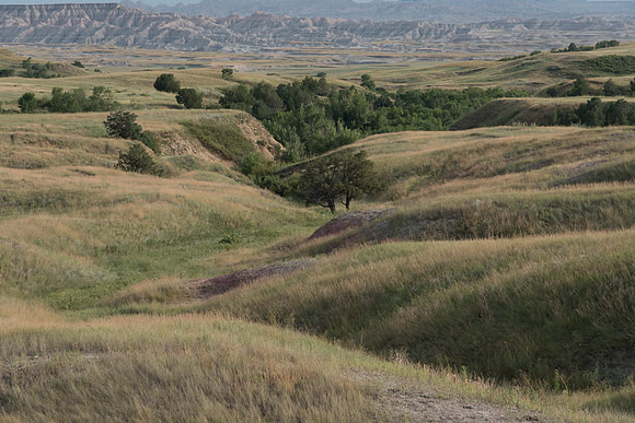 Rolling Hills of Grass