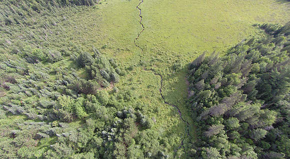 Sedge Meadow Forest