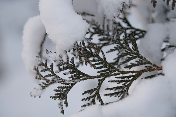 White Cedar Needles and Snow