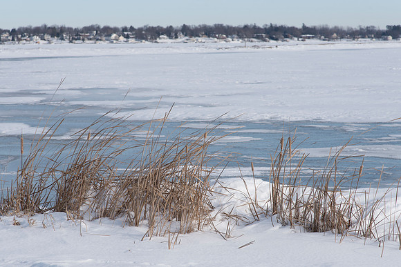 Cattails on the Frozen Shore