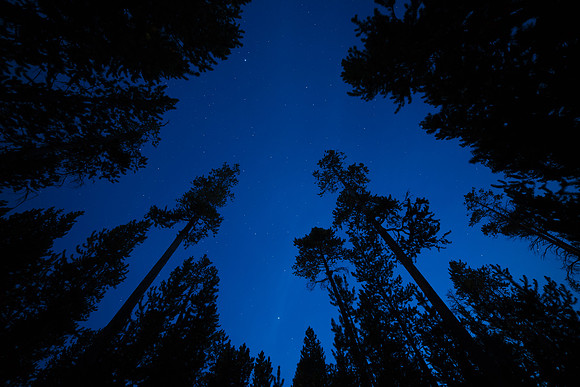 Stars sky and pine trees