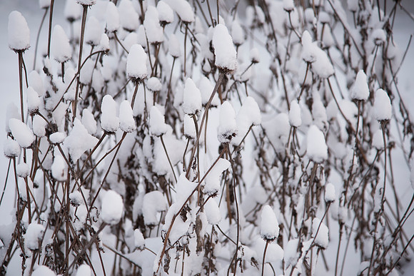 Snow Covered Coneflower