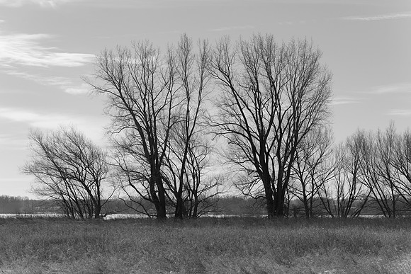 Cottonwood Tree Silhouette