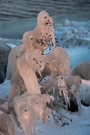 Ice Hanging off of Plants