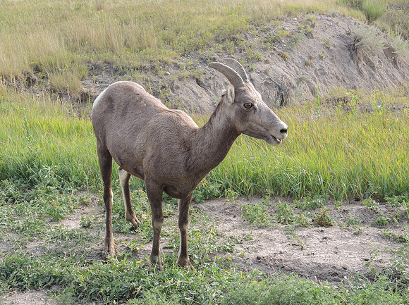 Bighorn Sheep Ovis Canadensis