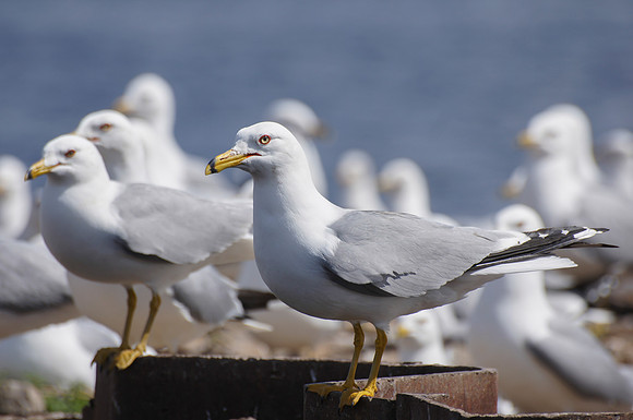 Ring-billed Gulls (Larus delawarensis)
