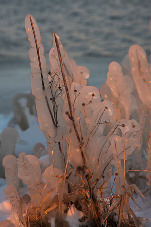 Thick Ice Coated Stems