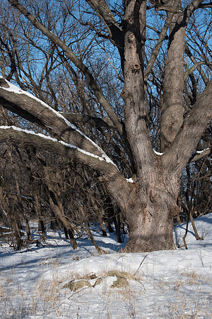Silver Maple Tree Woods