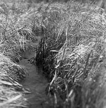Wet Deer Trail