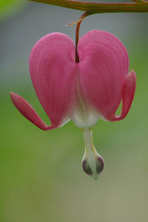 Bleeding Heart (Lamprocapnos spectabilis) flower