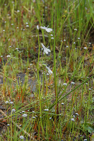 Water lobelia and pipewort
