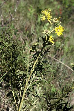 Compass Plant