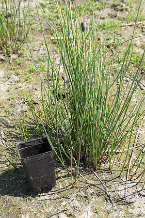 Creeping Spikerush Planting