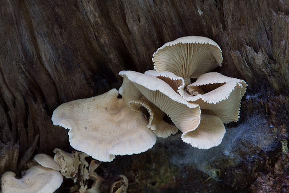 Bitter Oyster Mushroom in Daylight