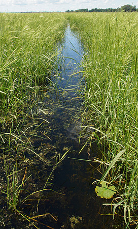 Wild Rice Path