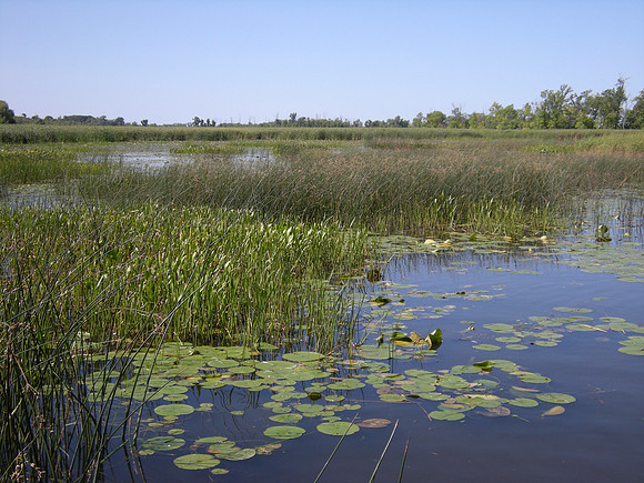 Lake Winneconne slough