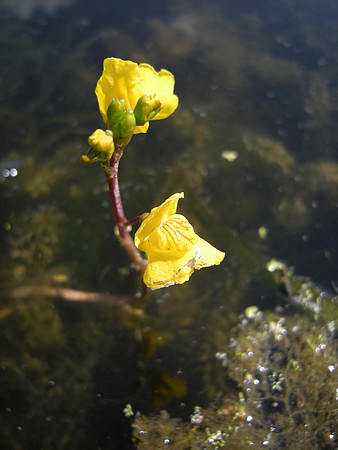 Common Bladderwort (Utricularia vulgaris)