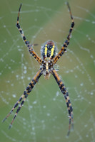 Orb Weaver Spider