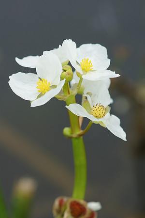 Stiff Arrowhead flower cluster
