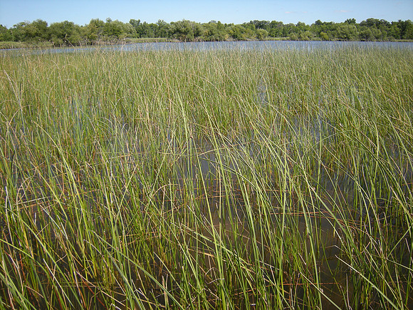 Lake Winneconne Plants