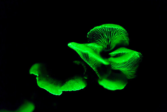 Glowing Mushroom - Foxfire