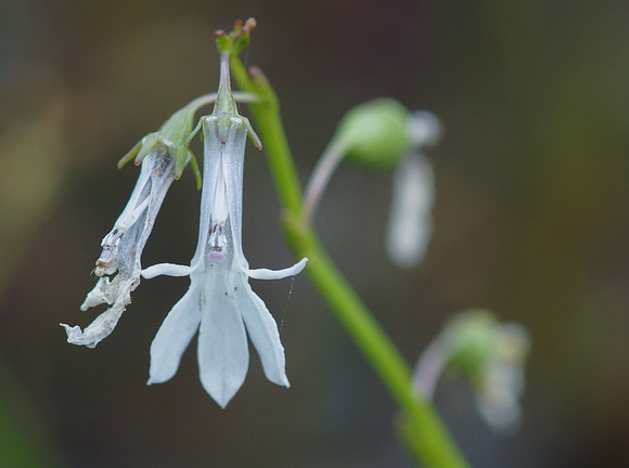 Water lobelia flower petals