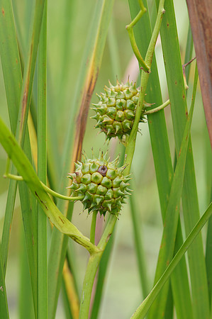 Common Bur-reed (Sparganium eurycarpum) Seeds