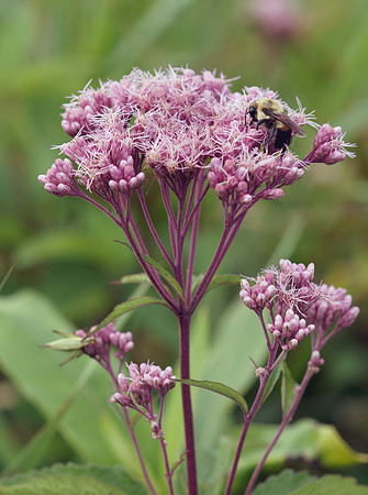 Spotted Joe-pye-weed (Eupatorium maculatum)