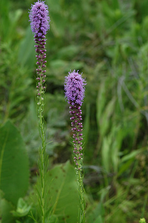 Gayfeather