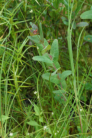 Marsh Stl Johnswort Plant