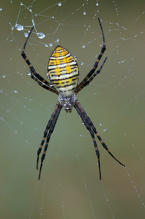 Orb Weaver Spider on Web