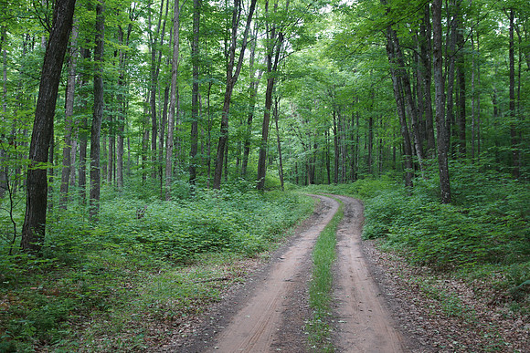 Forest Road
