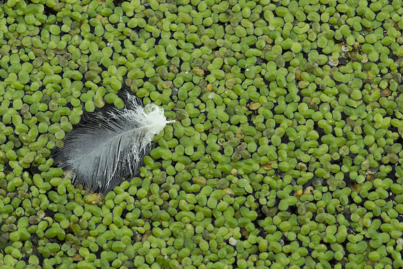 Duckweed and Feather