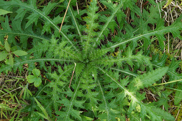 European Marsh Thistle Leaves