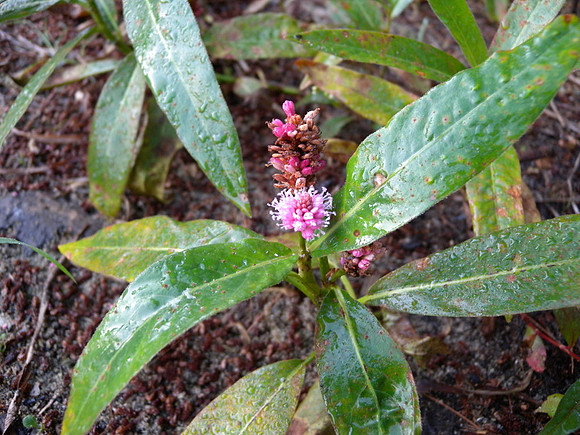 Water Smartweed (Polygonum amphibium)
