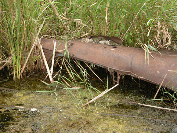 Car Body at Terrells Island