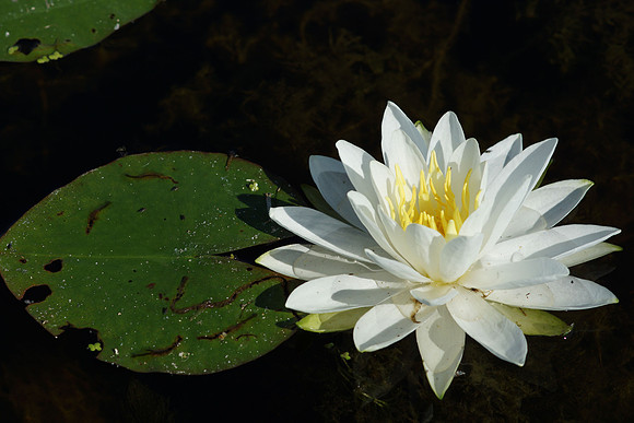 White water-lily flower and leaf